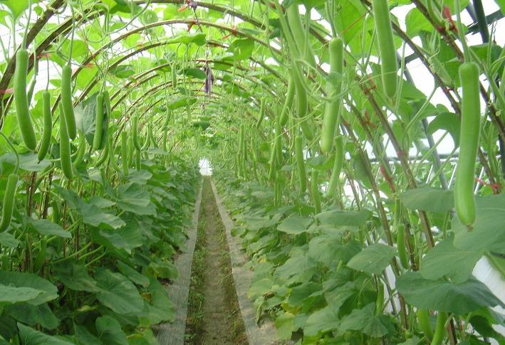 綠康達-蔬菜種植基地
